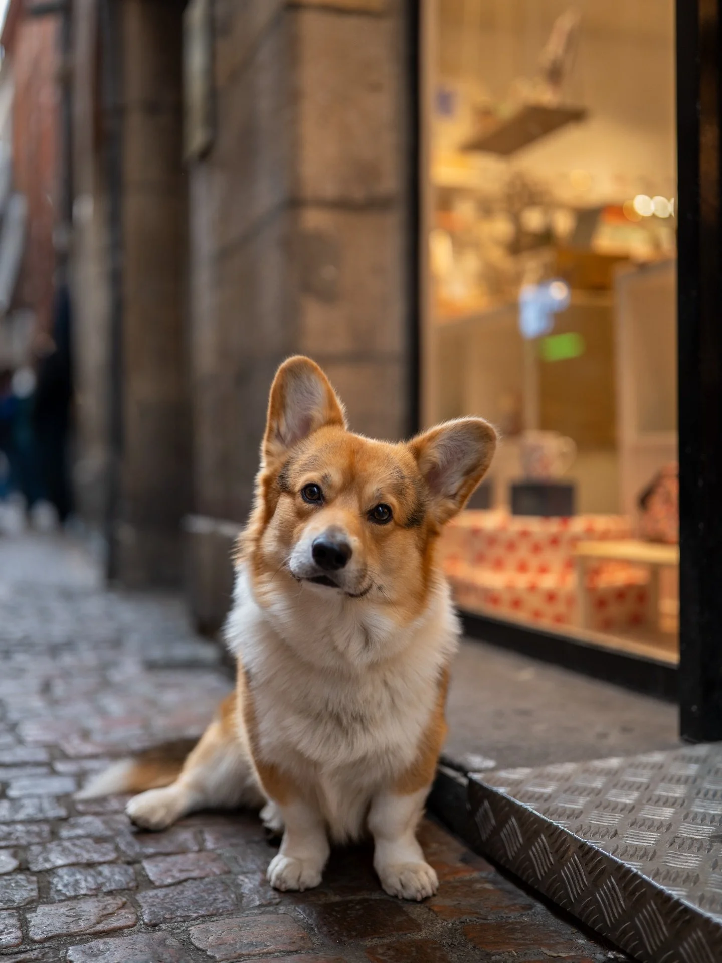 Les yeux de l&rsquo;amour 🐕