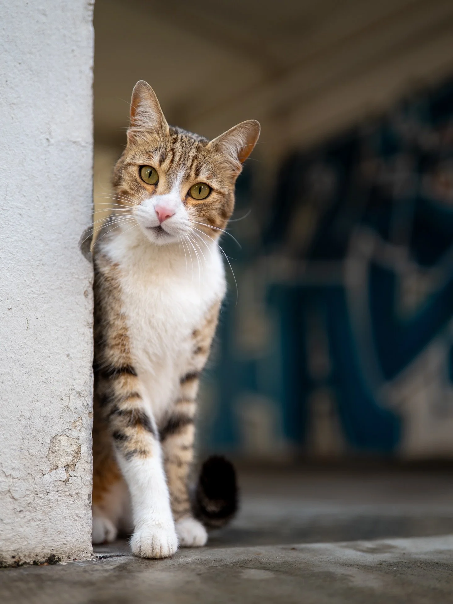 50 nuances de miaou 🐈 
La derni&egrave;re photo va vous &eacute;tonner (il para&icirc;t qu&rsquo;il faut &eacute;crire &ccedil;a pour garder l&rsquo;attention jusqu&rsquo;au bout 😁)