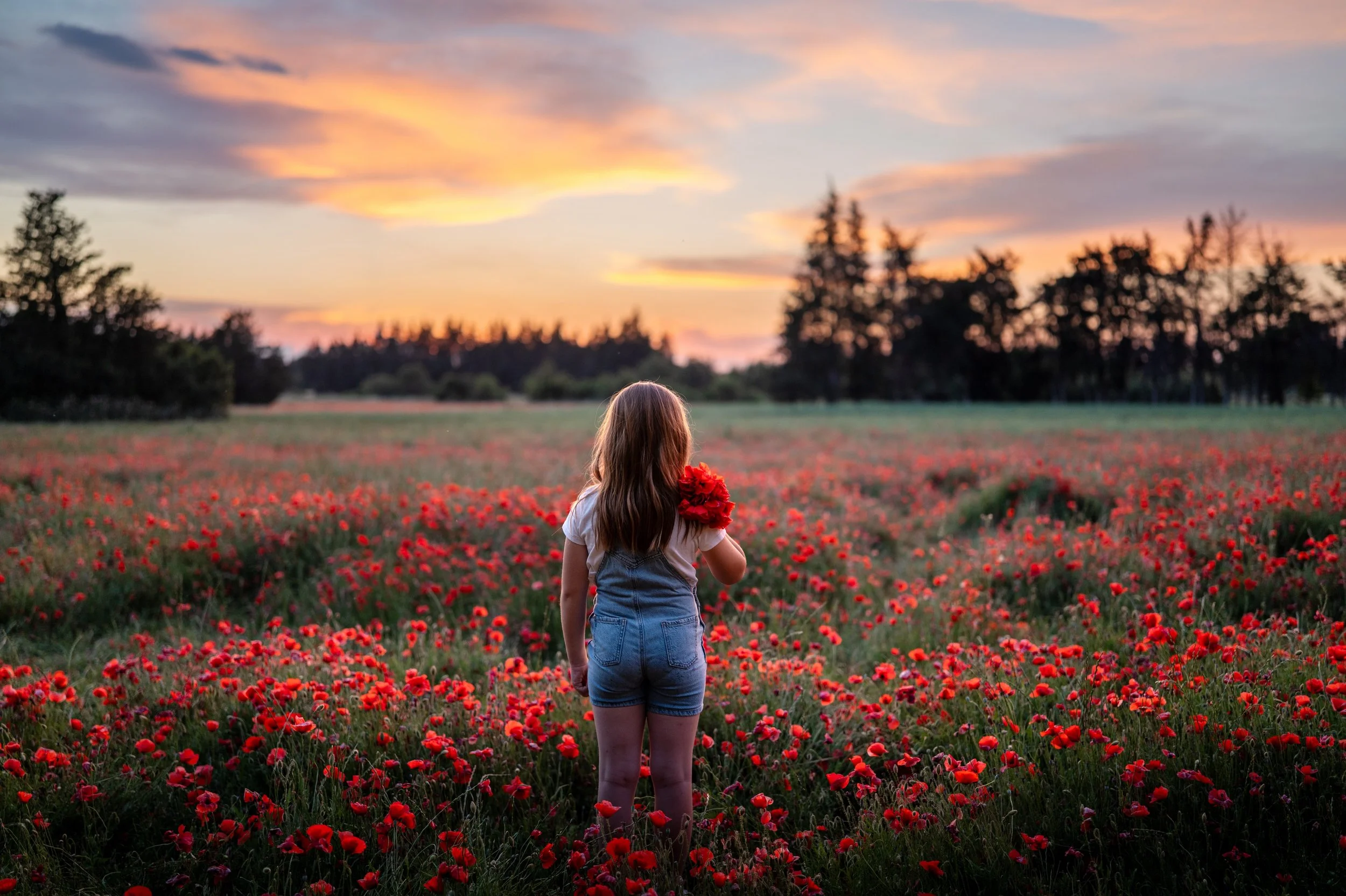 Shooting coquelicots