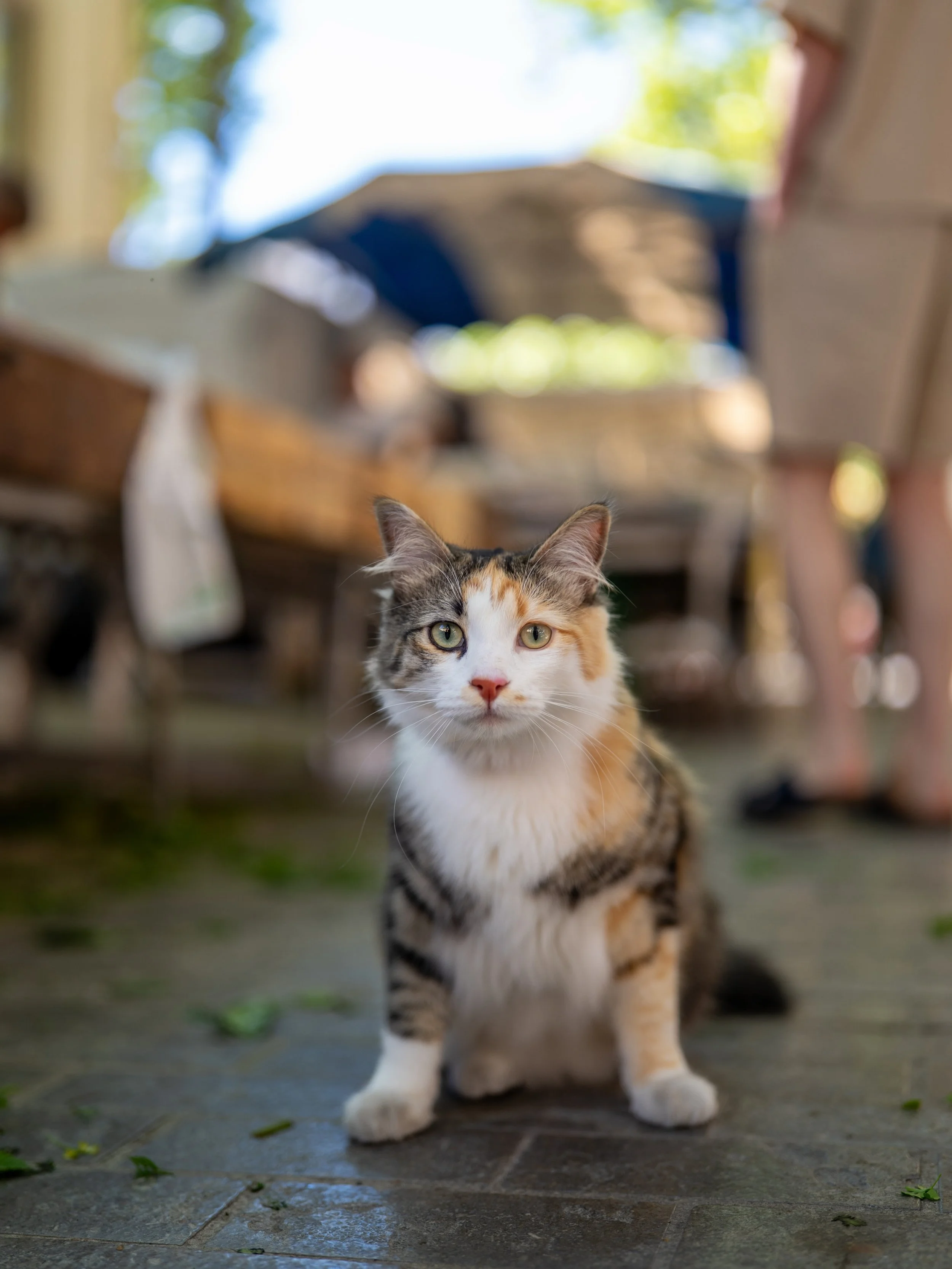 Carpentras feat. un chat sur le march&eacute;. Il &eacute;tait tenu en laisse en fait 😁