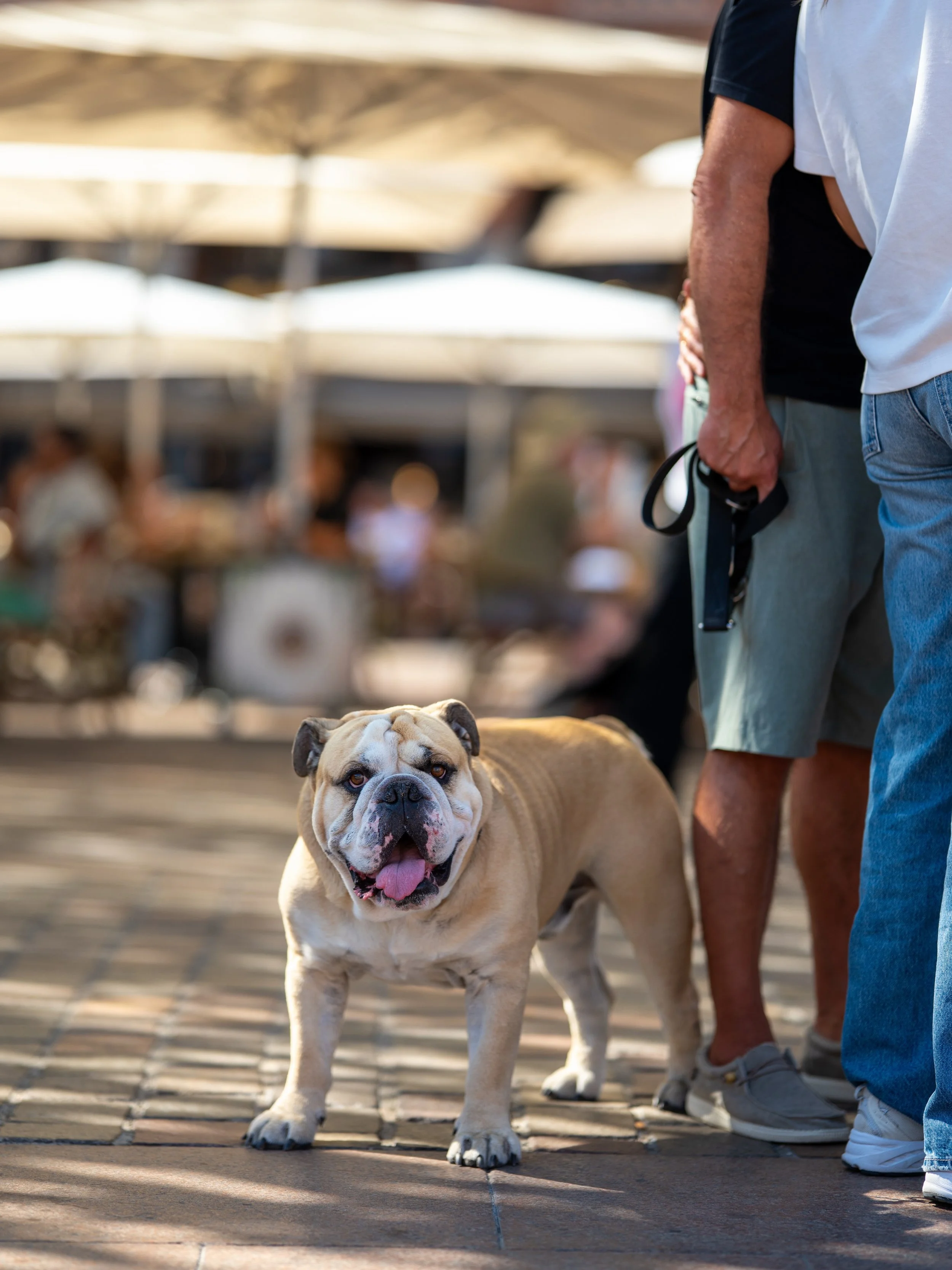 Si vous apparaissez sur ces photos, sachez que vous &ecirc;tes des BG 🐶