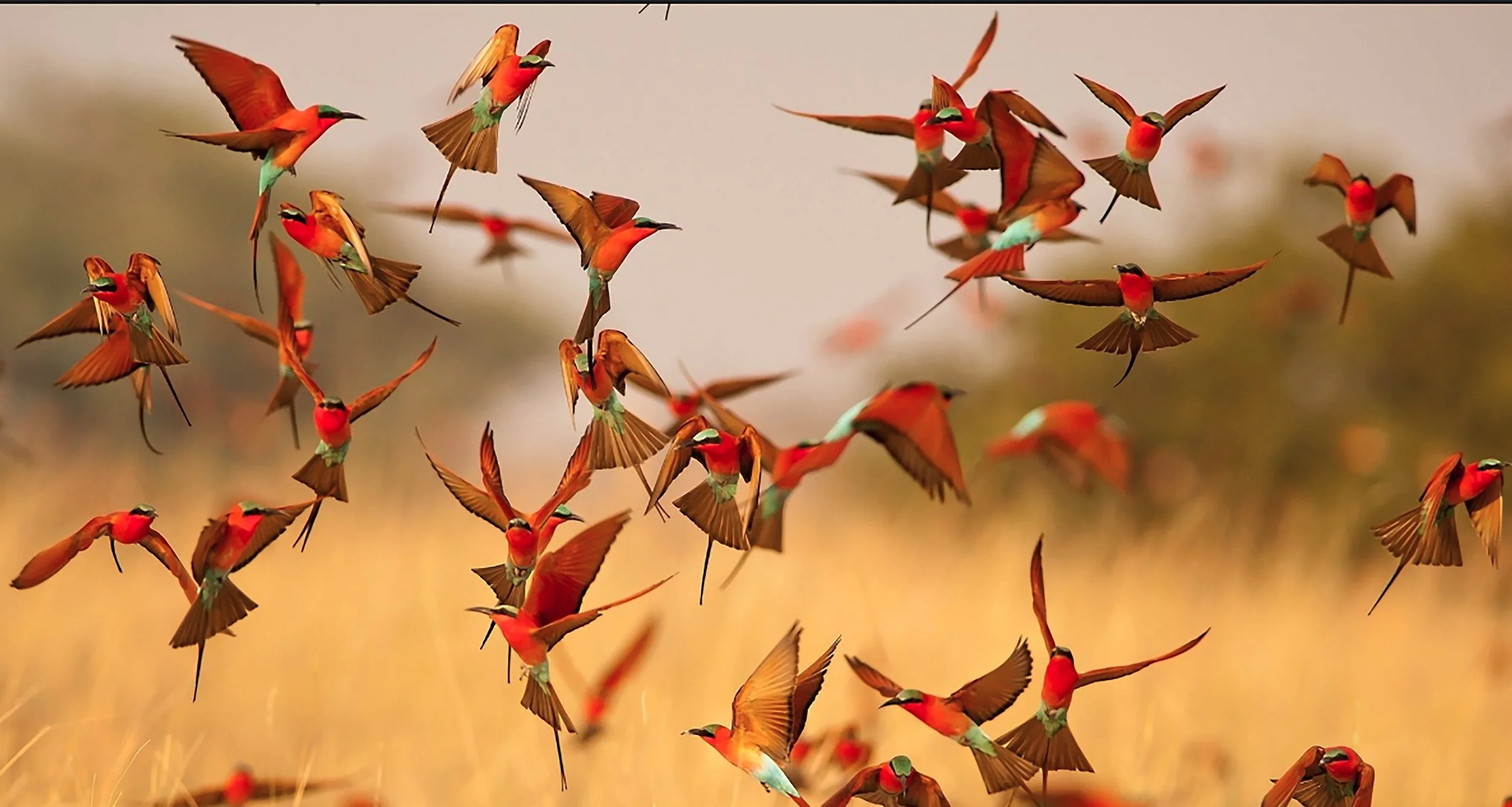 Bee Eaters in flight.jpg