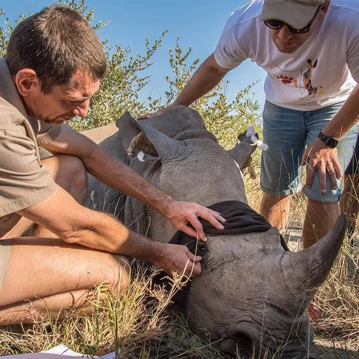 Today is World Rhino Day. 

Rhino conservation is something we all take very seriously in the Madikwe. 

The annual Rhino Walk will be taking place in the reserve this weekend (Sat 24 September 2022), raising funds for rhino monitoring and the counte