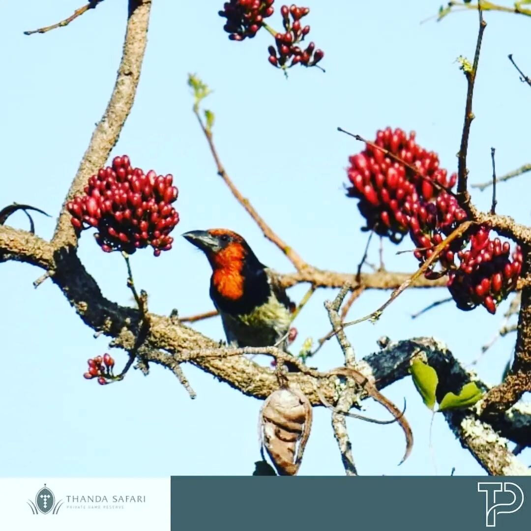 Did you know that over 650 species of birds have been recorded in KwaZulu-Natal? 

Of these, a whopping 605 of them can be spotted in Zululand - with over 50 endemic/near endemic birds nesting in its grasslands and wetlands. 

At Thanda Private Game 