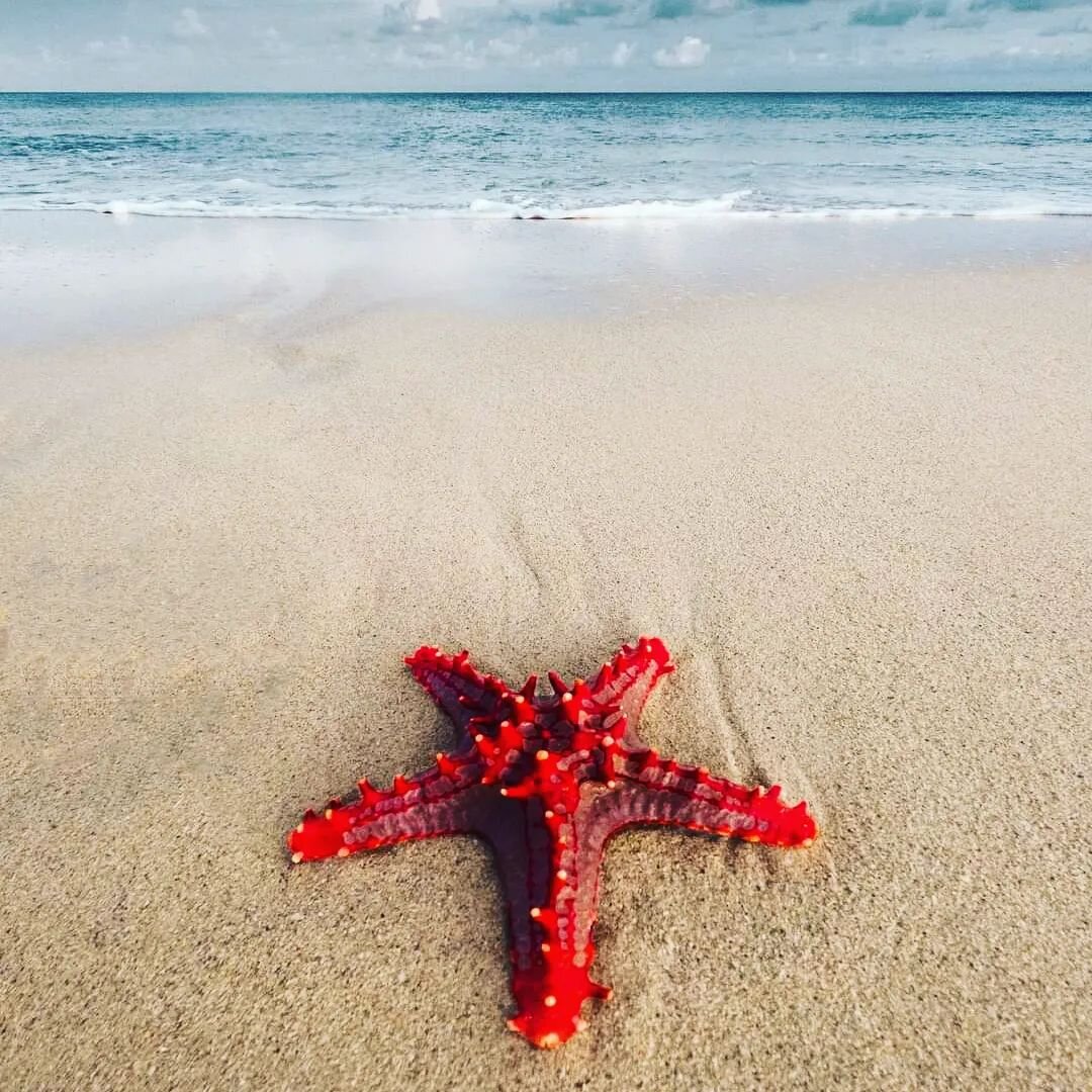 Wishing you all a happy &quot;World Kindness Day&quot;.

 This beautiful photo today, shared by Thanda Island reminded us of the story of the starfish which goes like this...

Once upon a time, there was an old man who used to go to the ocean to do h