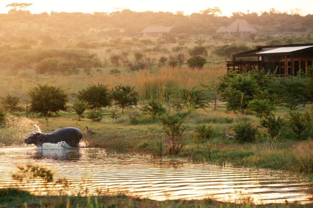 Cheetah-Ridge_Hippo.jpg