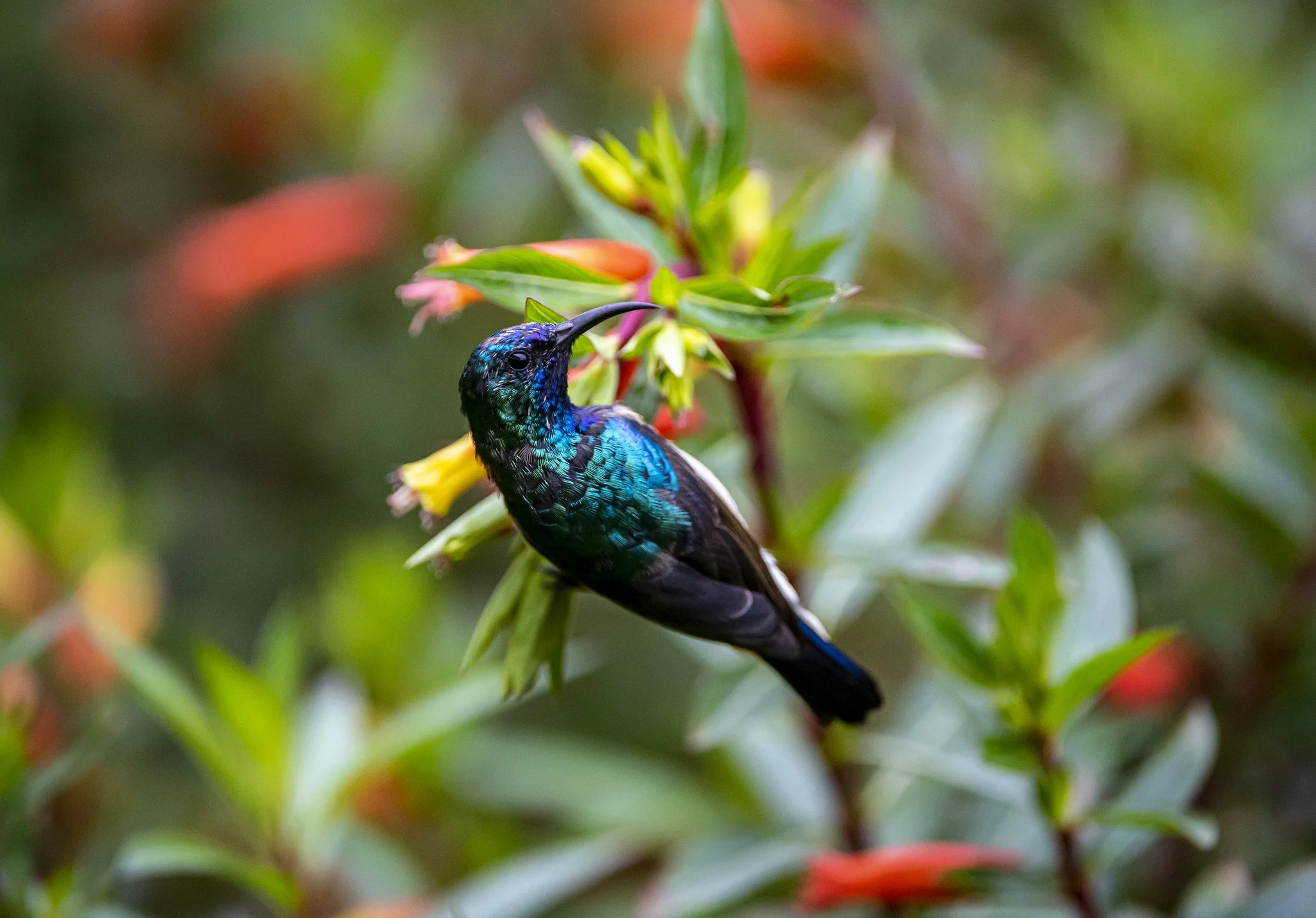 Birds of Rwanda.jpg