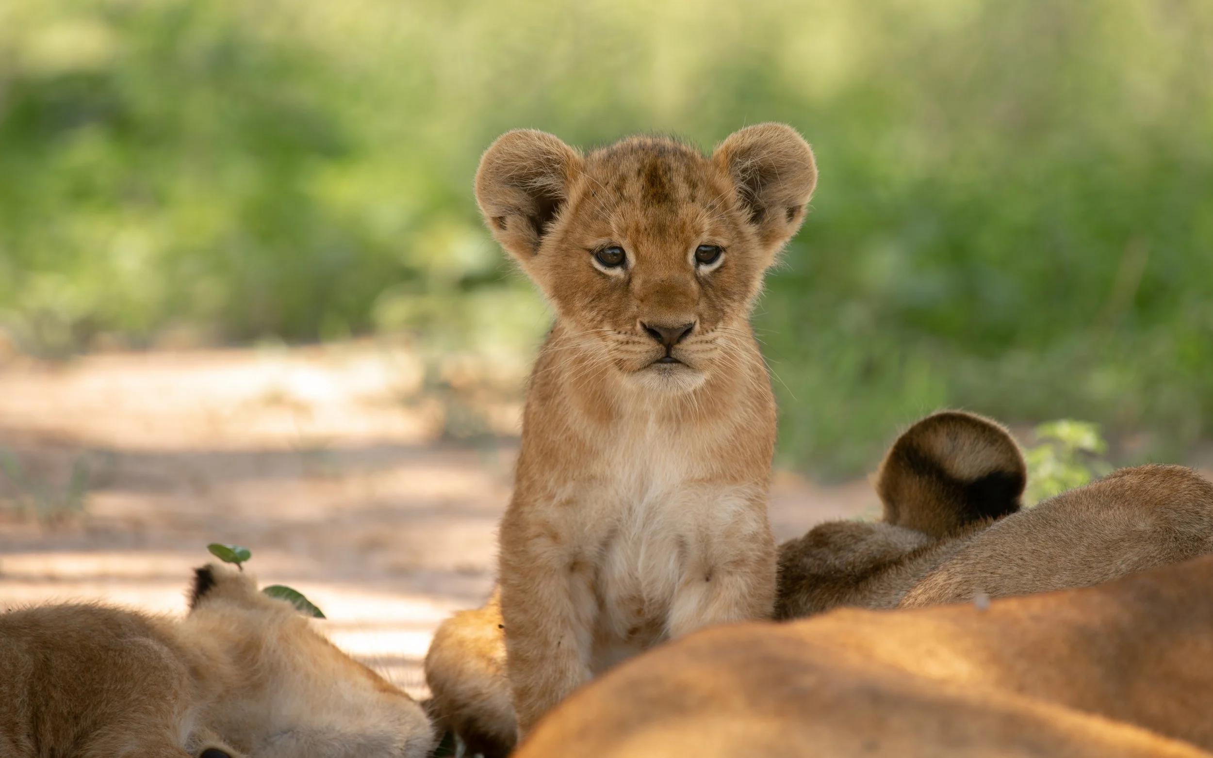 Cub Murchison.jpg