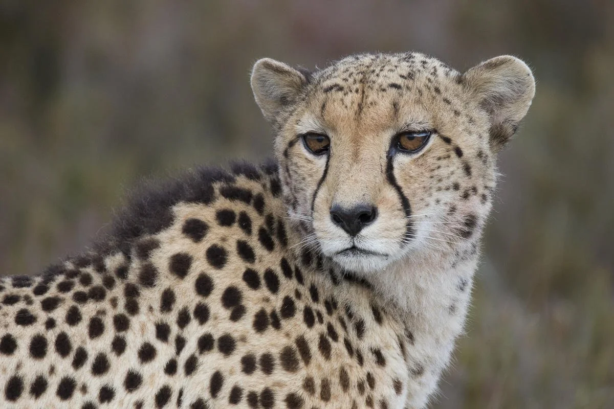 Lalibela Game Reserve_5.jpg