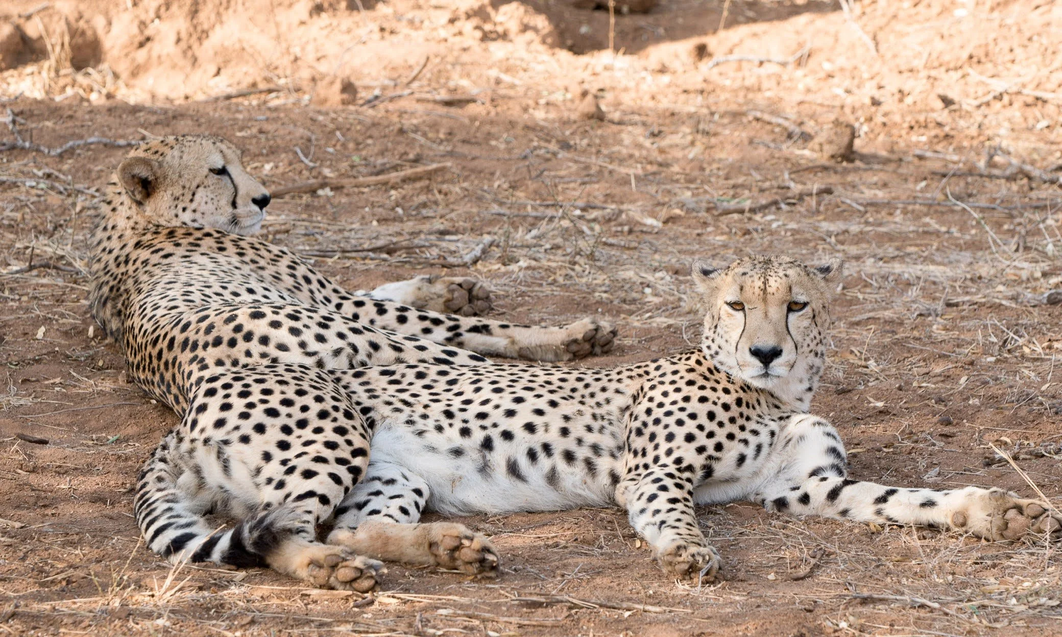 cheetah2.jpg