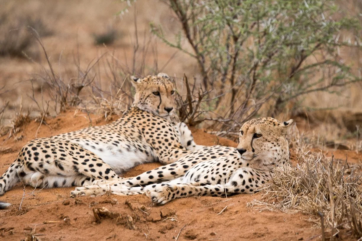 cheetah1.jpg