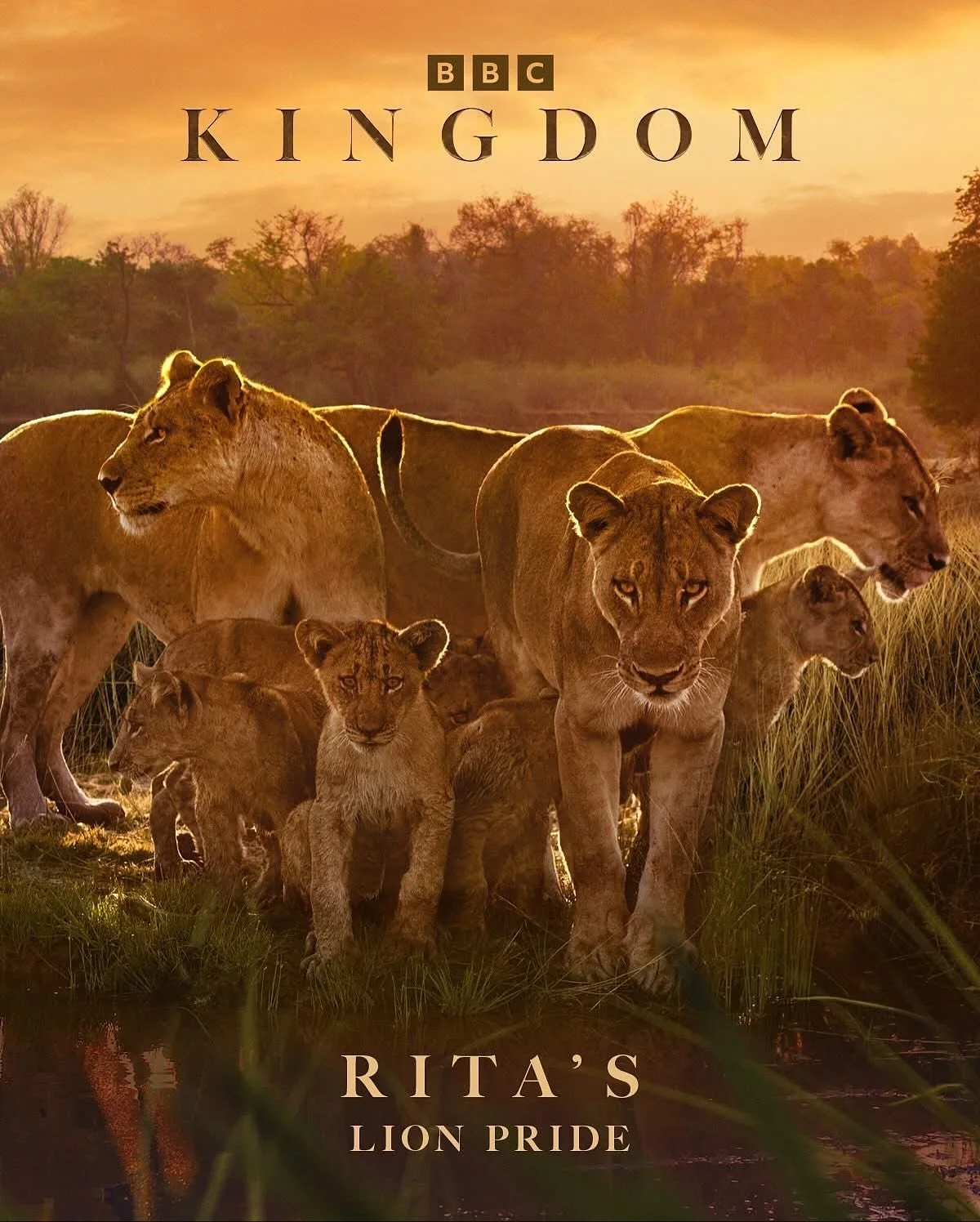 Follow the stories of four families of Kingdom on @bbcearth, filmed over 5 years in Nsefu, a wildlife rich corner of South Luangwa National Park in Zambia. 

&ldquo;As the dramatic rise of wild dog queen Storm sends ripples of chaos through the Kingd