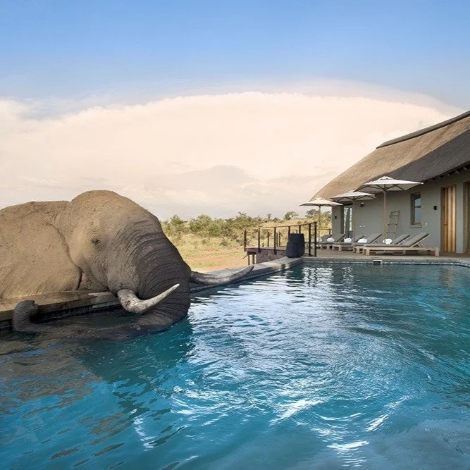 It's the 1st March and we are delighted to share our appointment as representatives for Mhondoro Safari Lodge and Villa in South Africa&rsquo;s Welgevonden Game Reserve.

The 35,000 hectare &ldquo;Big 5&rdquo; reserve in the Waterberg District is ric