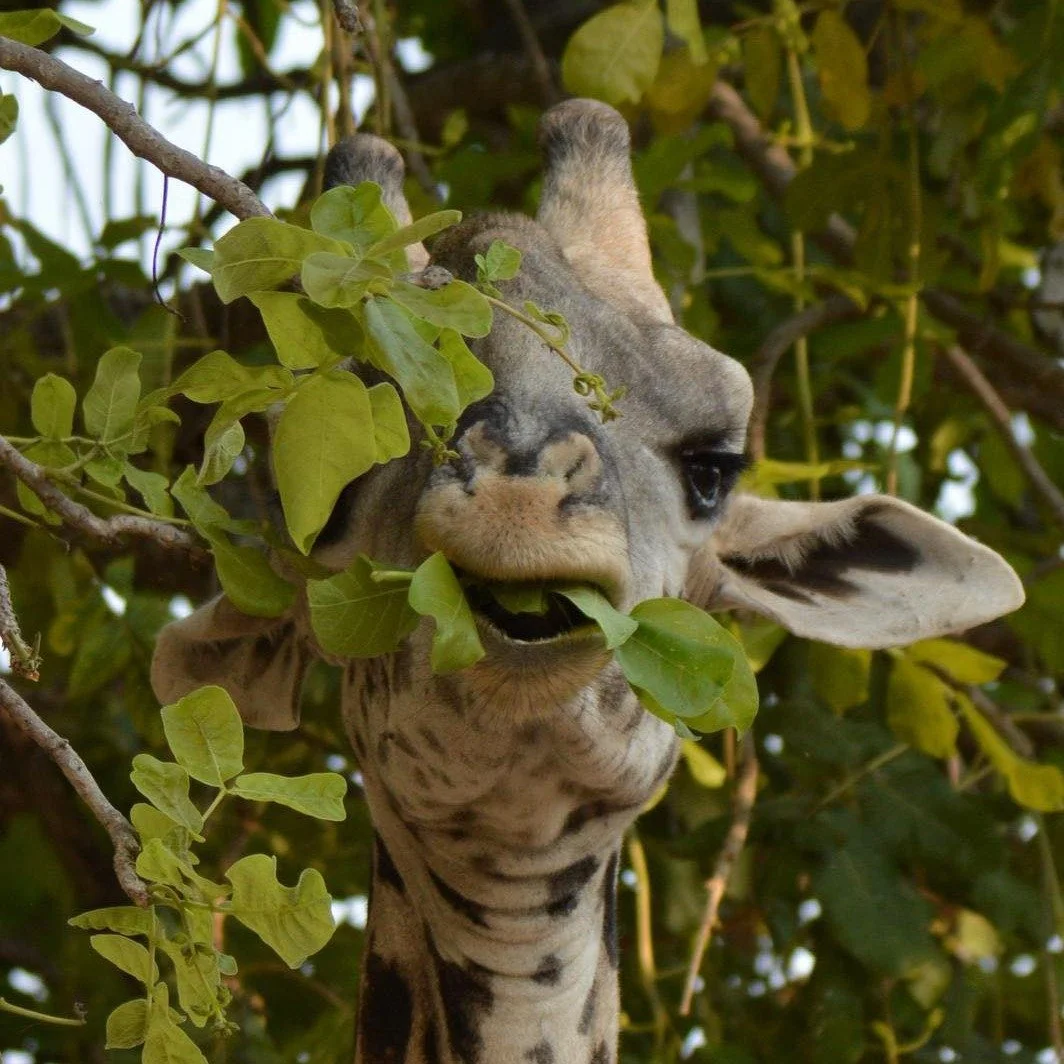 Fun Facts about Thornicroft&rsquo;s giraffe
🦒 🦒🦒🦒🦒🦒🦒🦒🦒🦒🦒🦒🦒🦒

Here&rsquo;s what makes them special:

🌿 Thornicroft&rsquo;s giraffes are a distinctive endemic sub species of giraffe found ONLY in the Luangwa Valley in eastern Zambia.

🌿