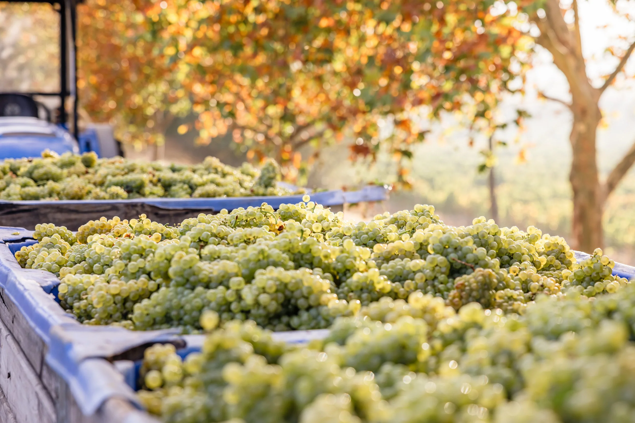 Celebrating the Harvest in Stellenbosch 
