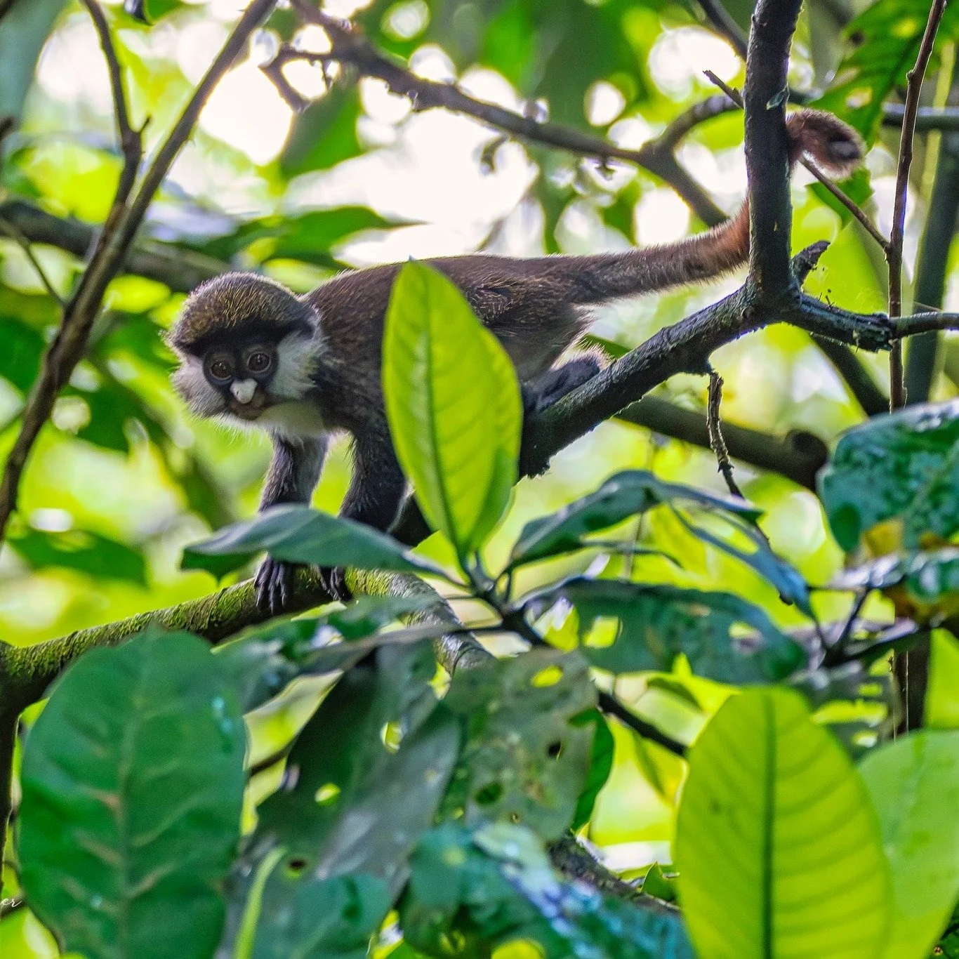 Fun Fact Friday.

Did you know that the Red-Tailed Monkey is one of Uganda&rsquo;s smaller forest primates? 

It is easily recognized by its bright reddish-orange tail and agile movements through the canopy.

This one was spotted recently in Kibale F