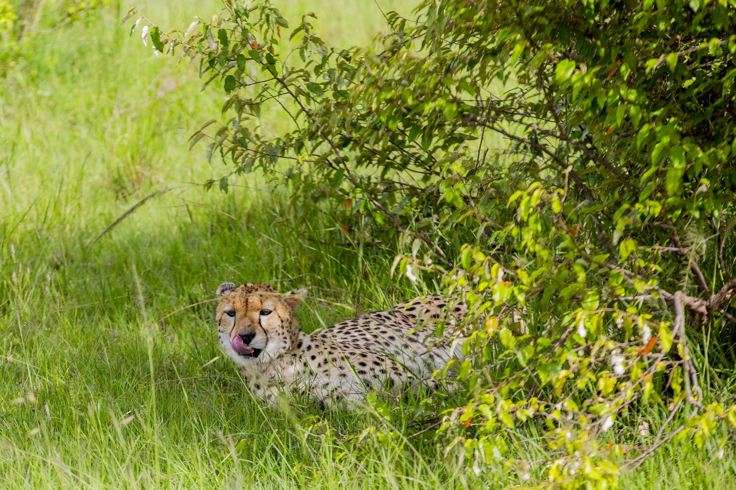 20260320_Mara_Bushtops_222.jpg