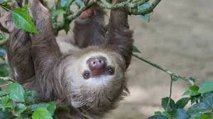 sloth.jpeg