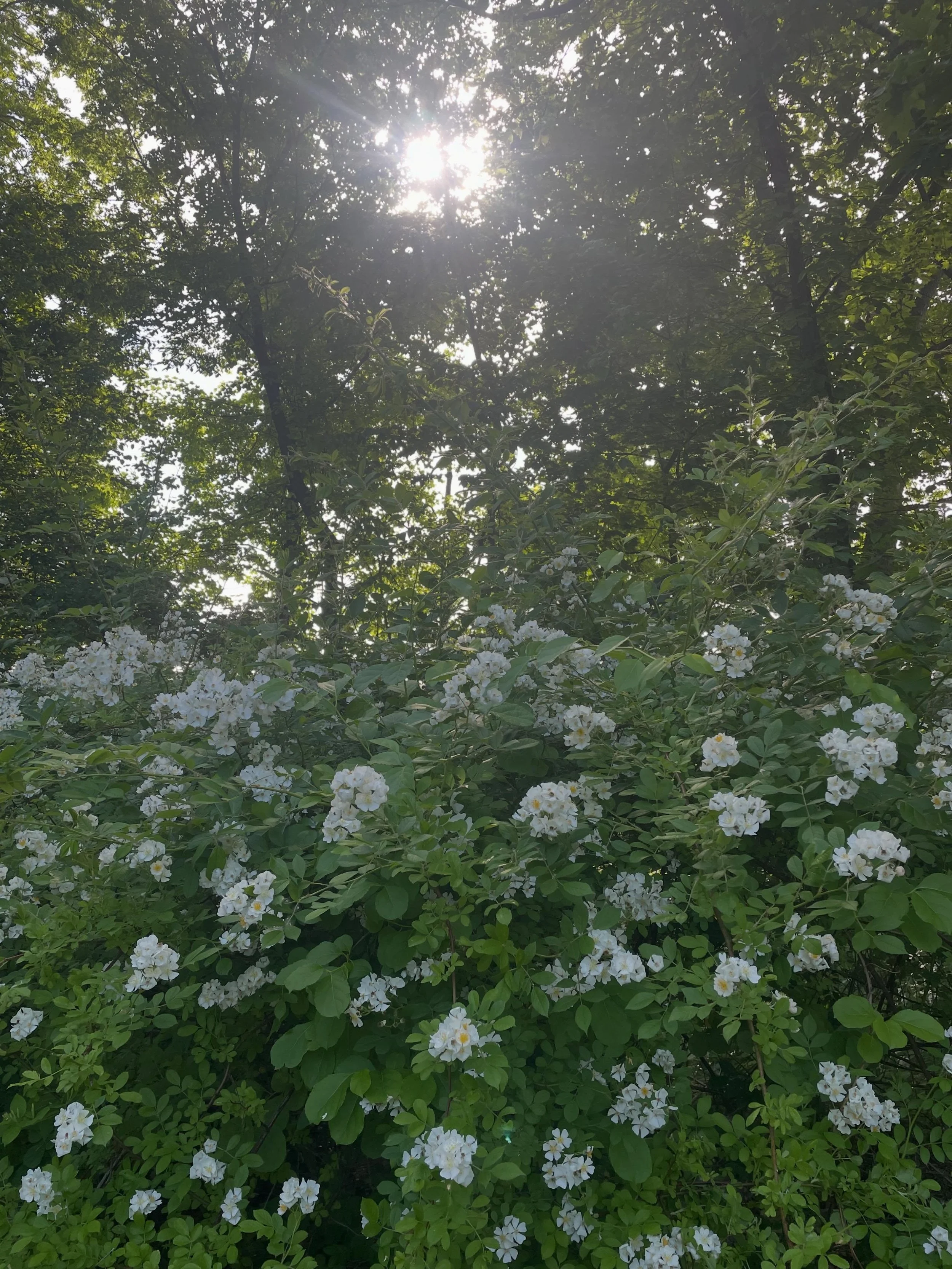 I wish this pic was scratch n sniff. 
Trying really hard to find some moments calm these days.