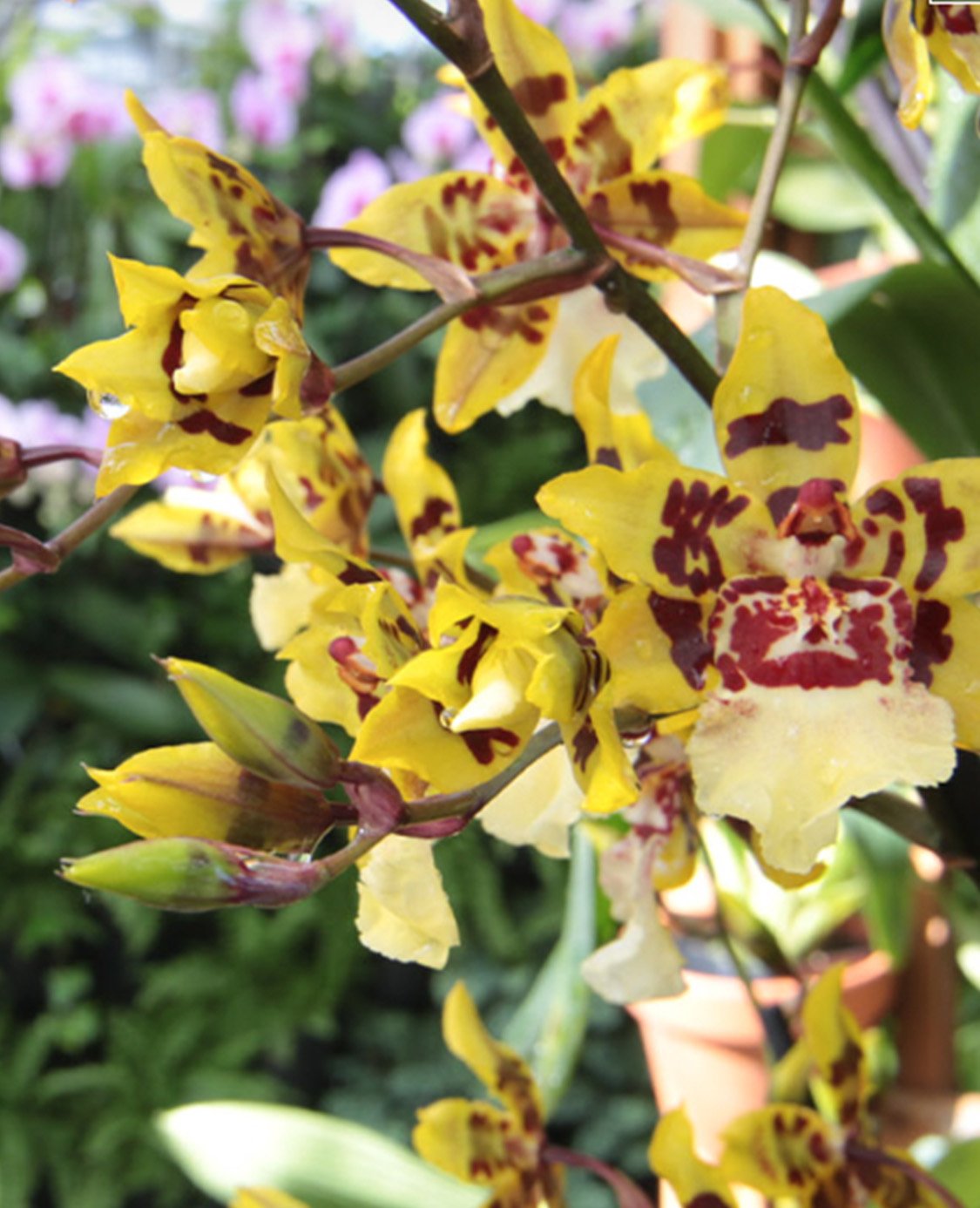 Atlanta Botanical Gardens iphoneography walk about with Colleen Dufffley 