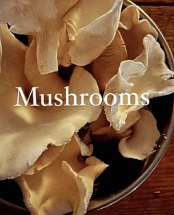 Mushroom Experience with Midway Mushrooms 