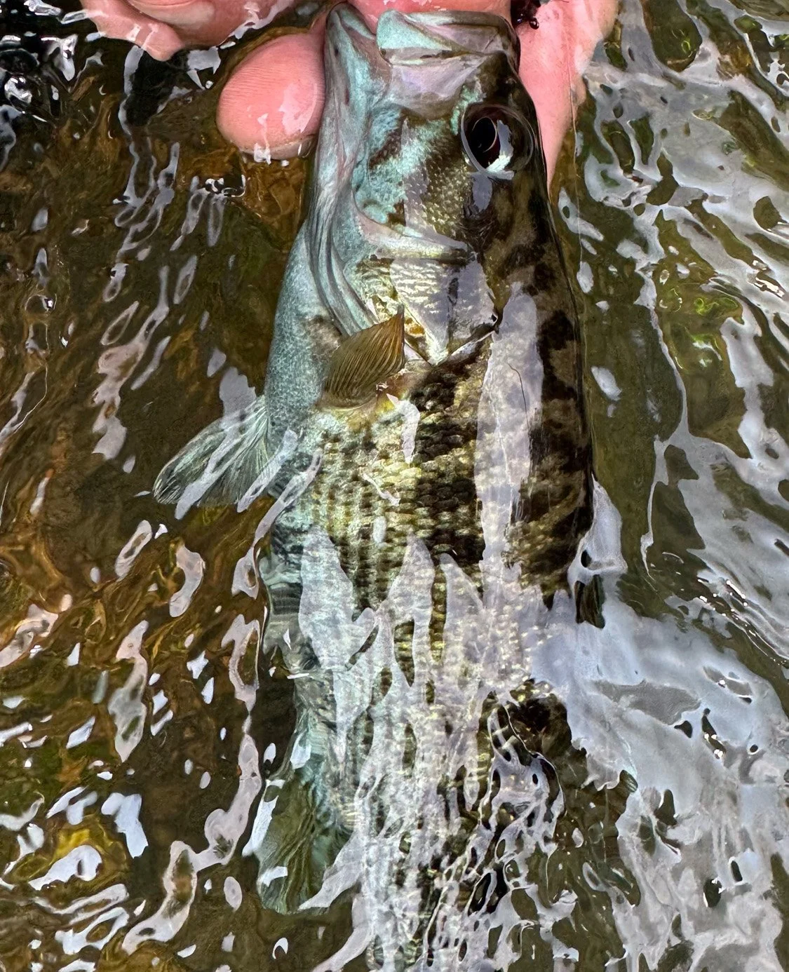 Fly Fishing Experience, July 18