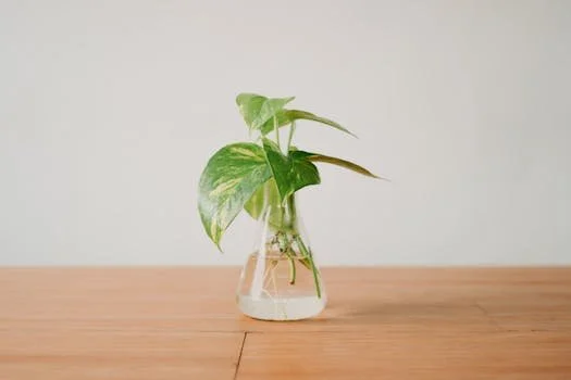 How to Grow Pothos in Aquarium: A Beginner's Step-by-Step Guide