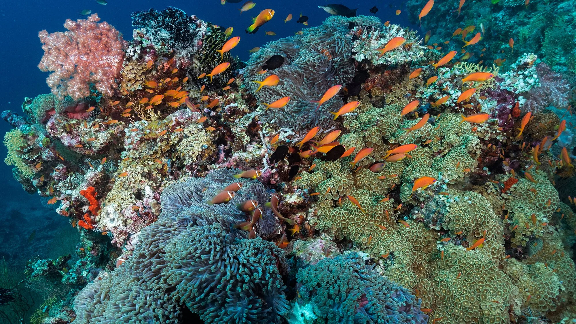 Dr. Tiara Moore: Biodiversity and diversity advocate