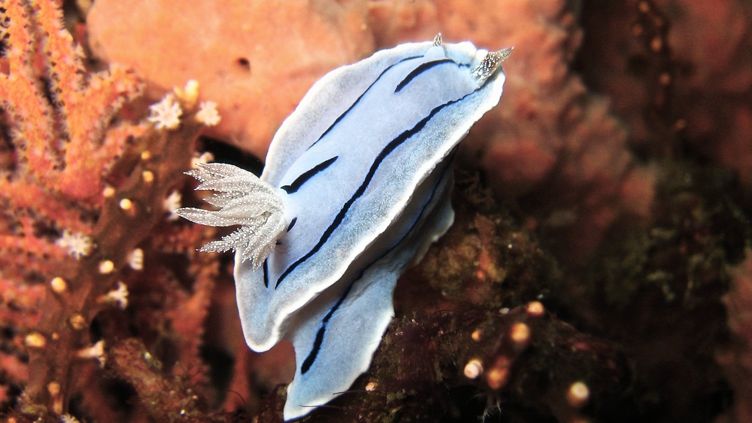 _Chromodoris_willani_for_nudipixel.jpg