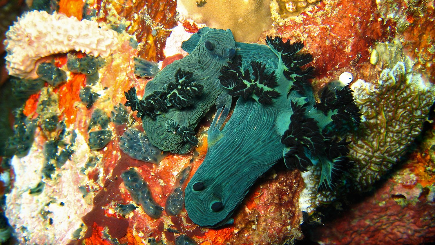 ___Nembrotha_milleri_mating.jpg