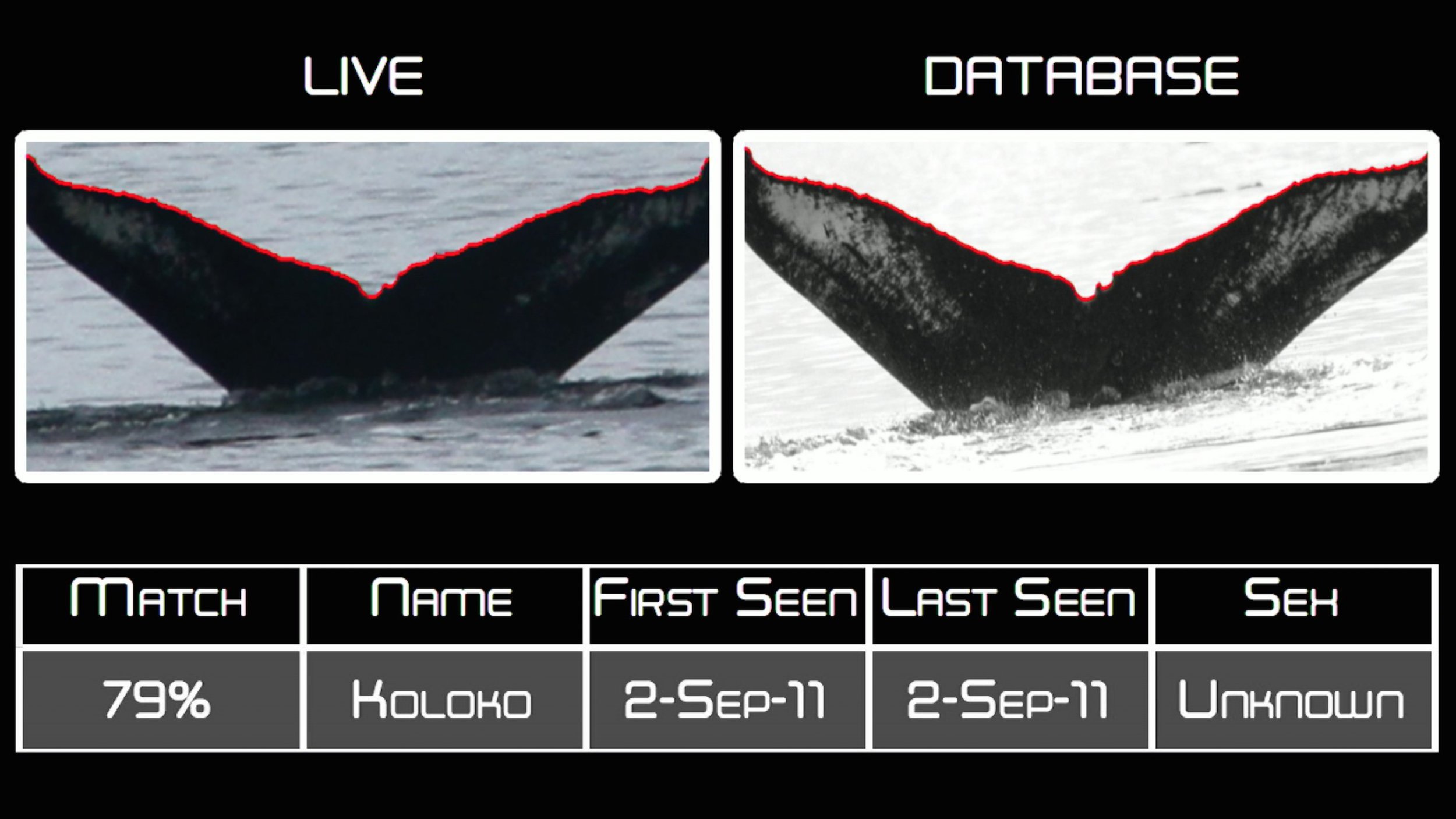 Whale-ID.jpg