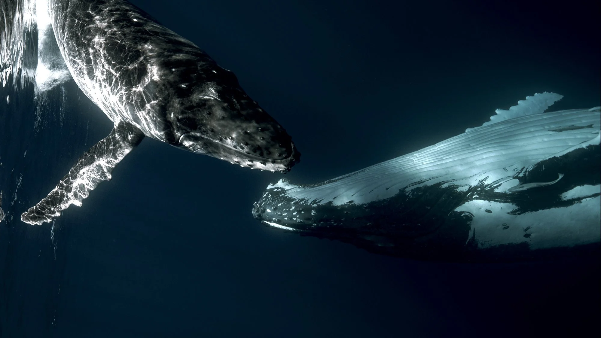 Humpbacks learn new songs as they migrate