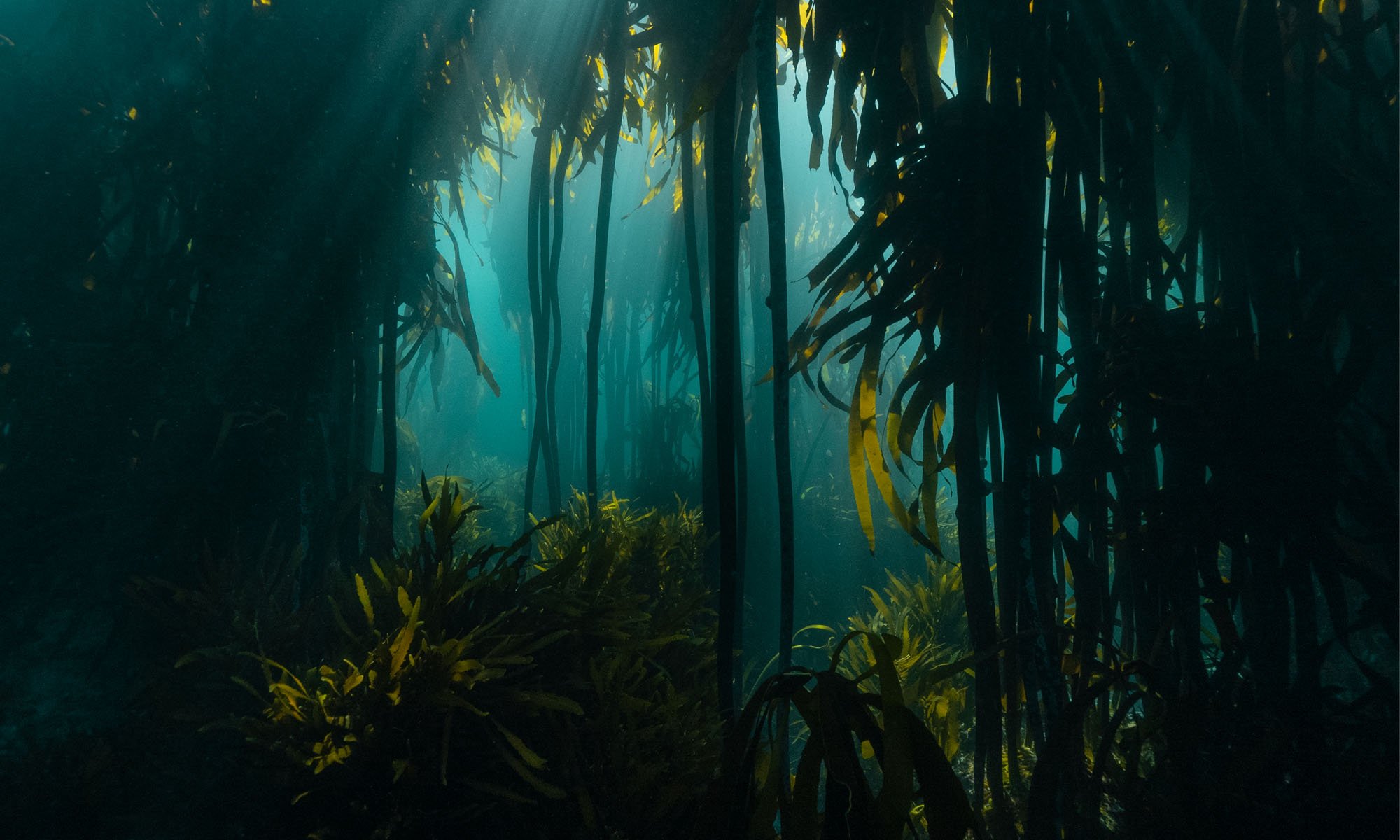 forests_of_the_seas_5.jpg