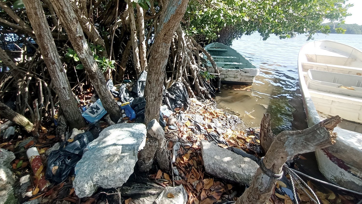  Parley mangroves cleanup in Mexico 