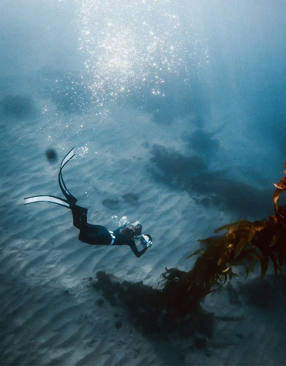 A Wilderness Beneath the Waves