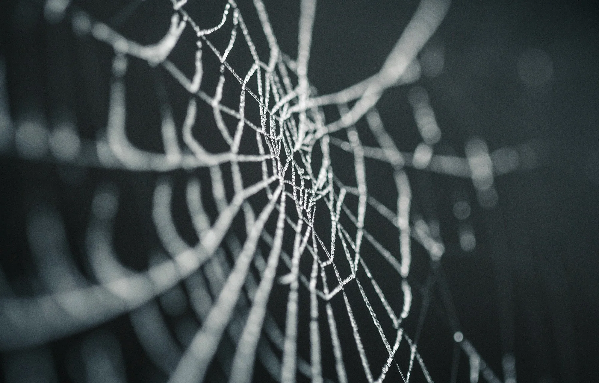 How Spiber are Studying Spider Webs and Using Biology to Replace Fossil Fuels