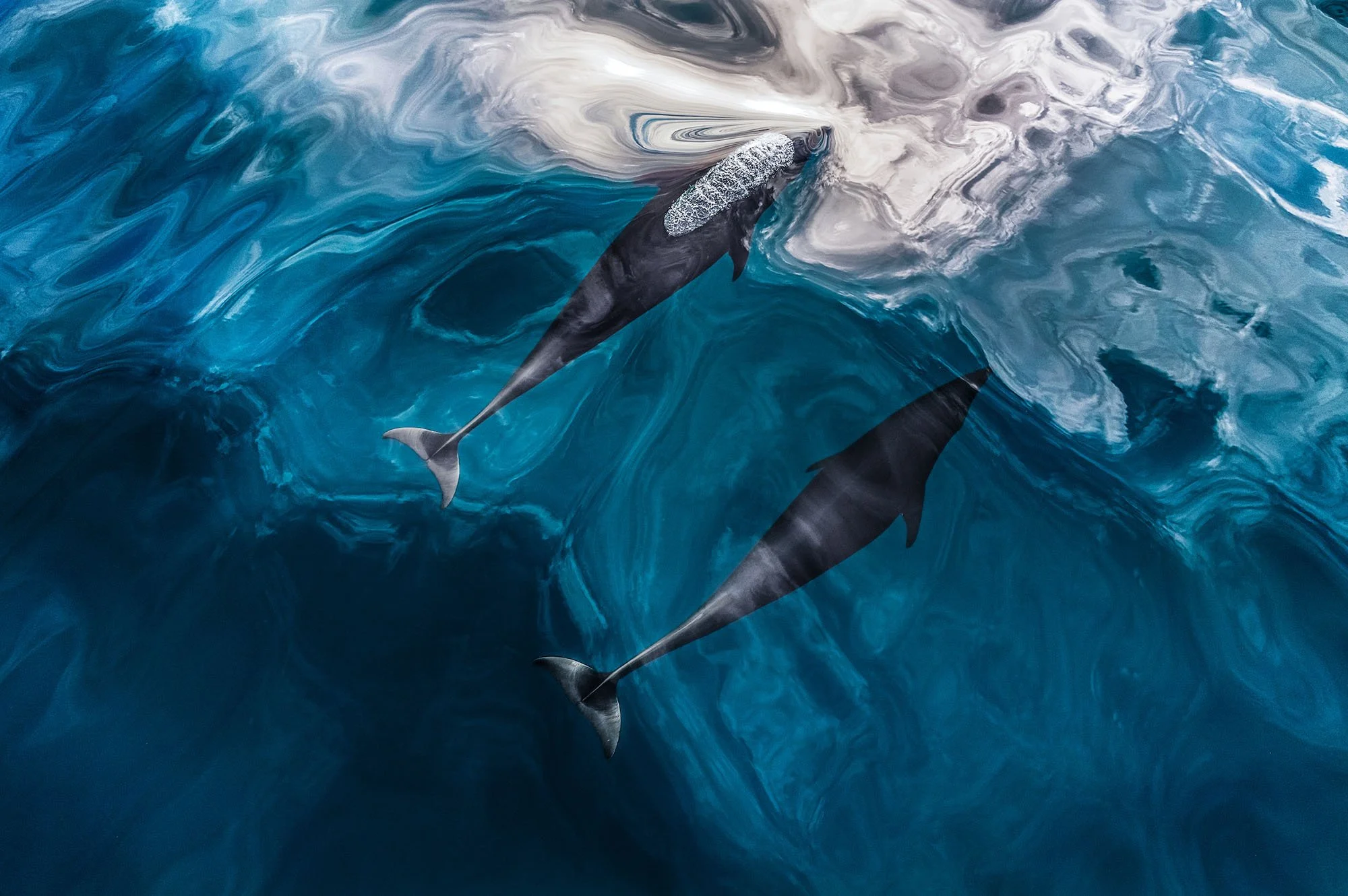 in_focus_Paul Nicklen_1.jpg