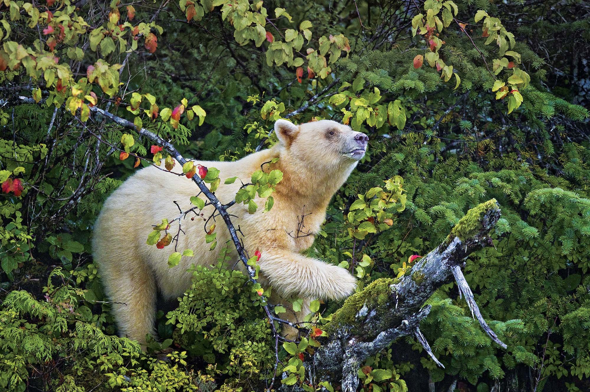 in_focus_Paul Nicklen_8.jpg