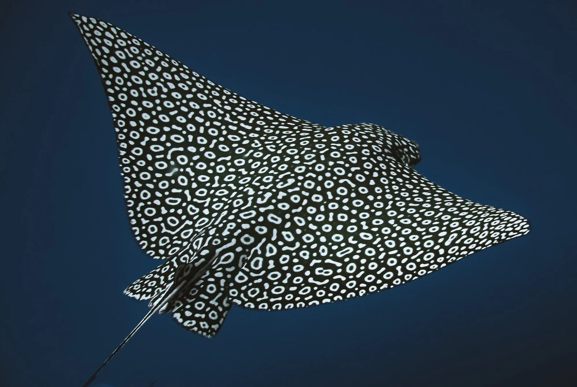 Eagle Ray Project_2.jpg