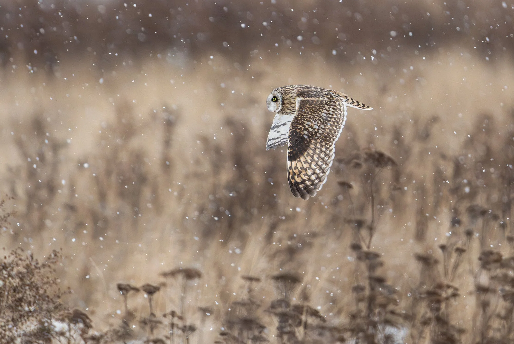 in_focus_Kali Wexler_1.jpg