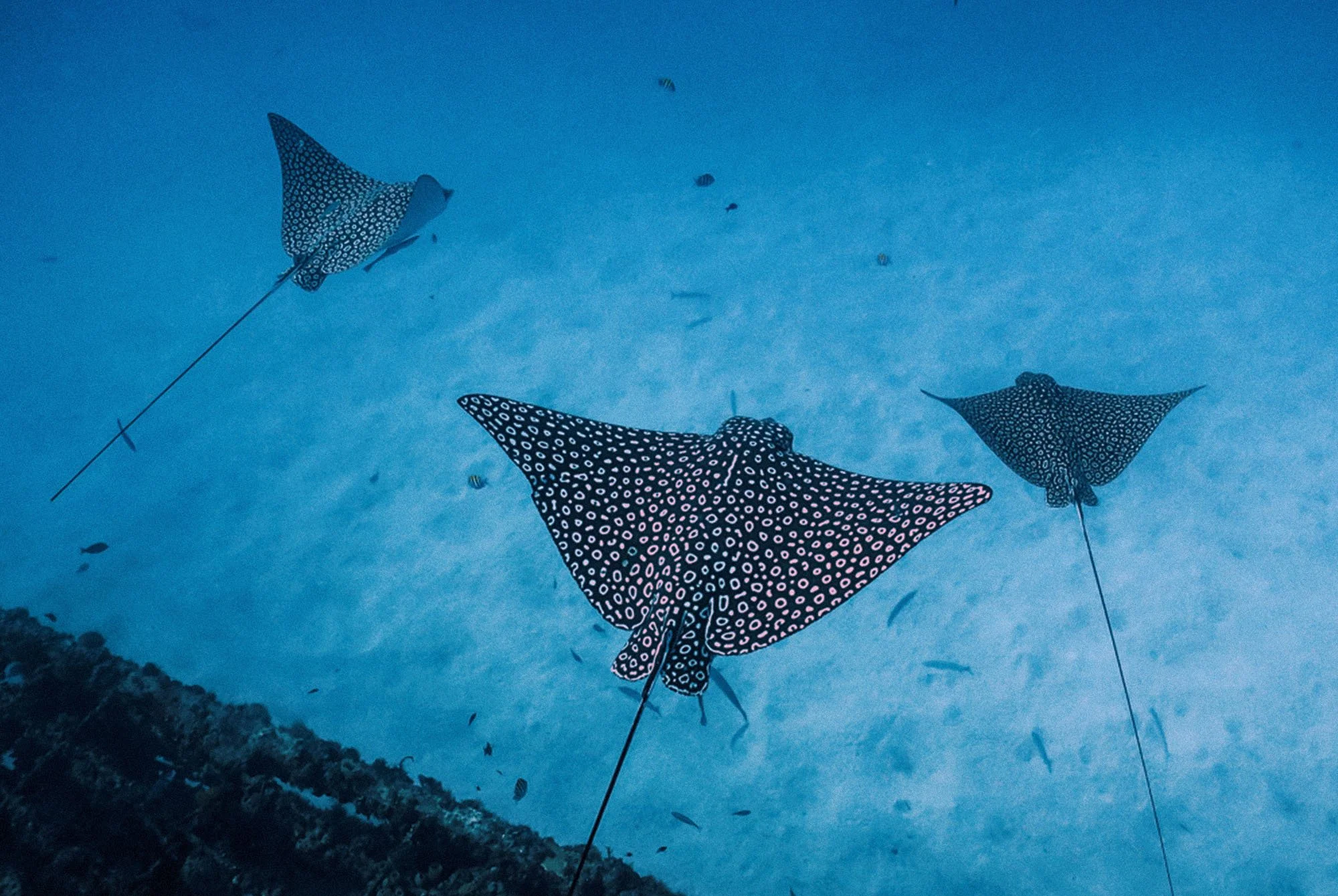 Eagle Ray Project_4.jpg