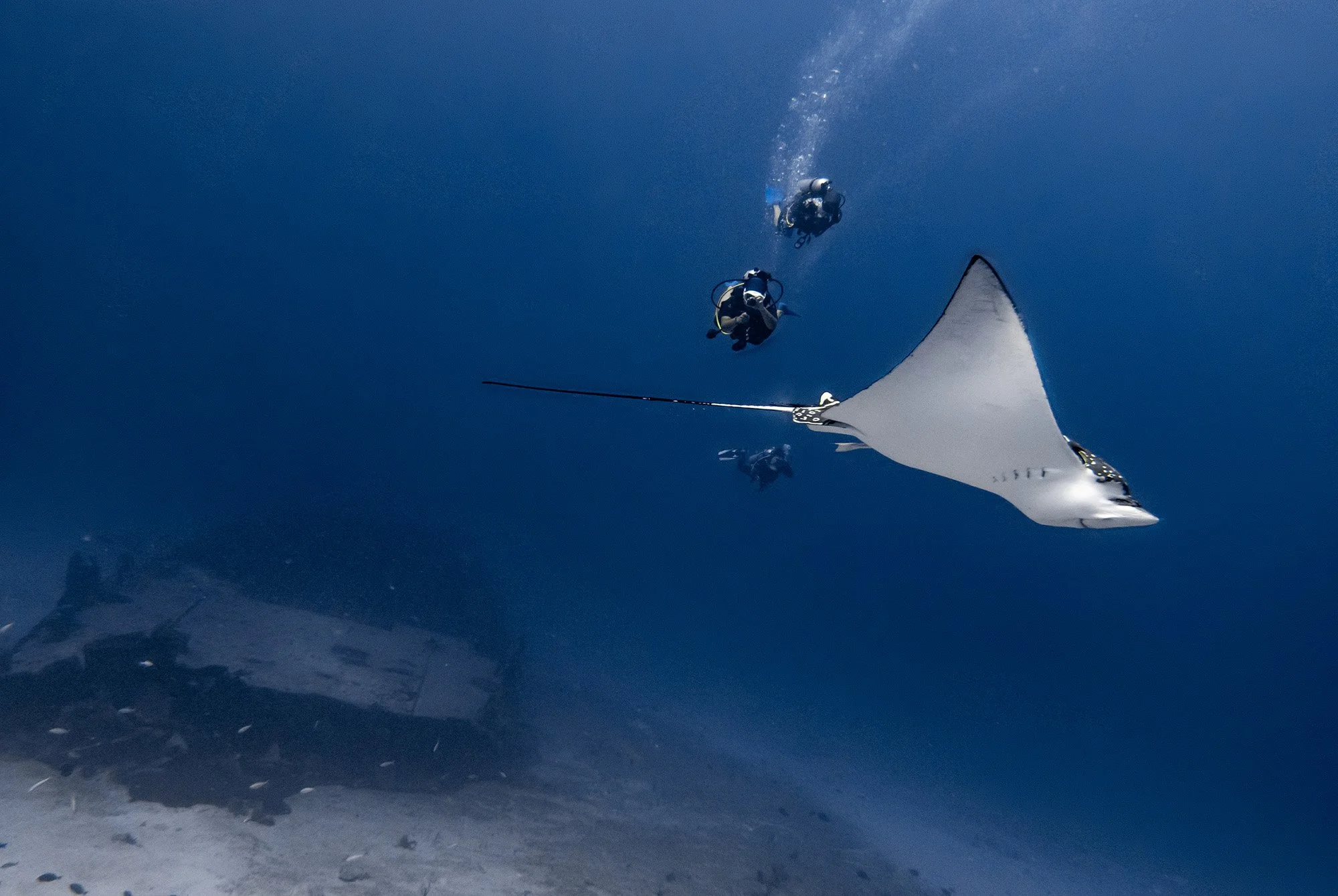 Eagle Ray Project_10.jpg