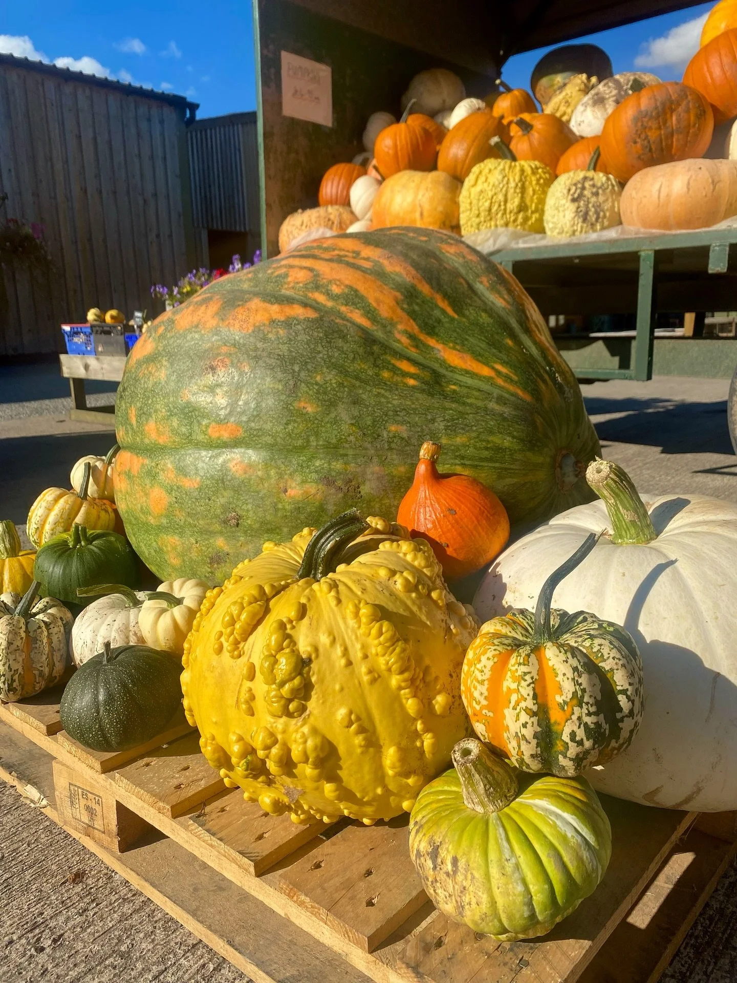Gathering the best of Autumn 🍁🥦🥕

Mornings spent at the farm shop, crates of pumpkins, muddy carrots, fresh herbs, gathering the best of the season for our retreats and supper clubs. 

Slow food and seasonal goodness always made with love 🧡
