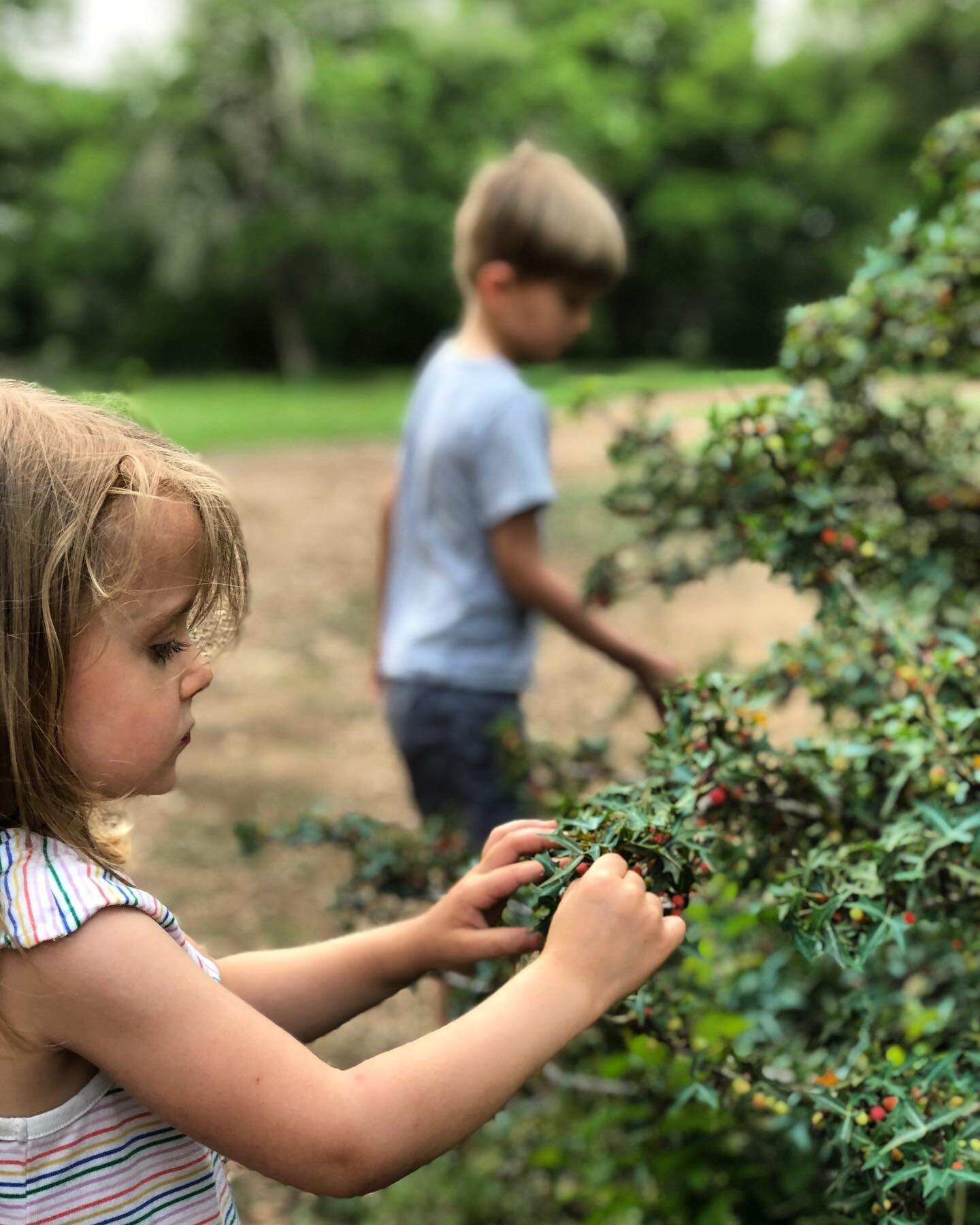 Pint for a Pint!  Today kicks off our annual agarita berry picking season!

Pick a Pint of these native berries and receive a pint of beer.  Pro tip: dads love this event every year&hellip;little hands are great for picking!😎

These native shrubs ar