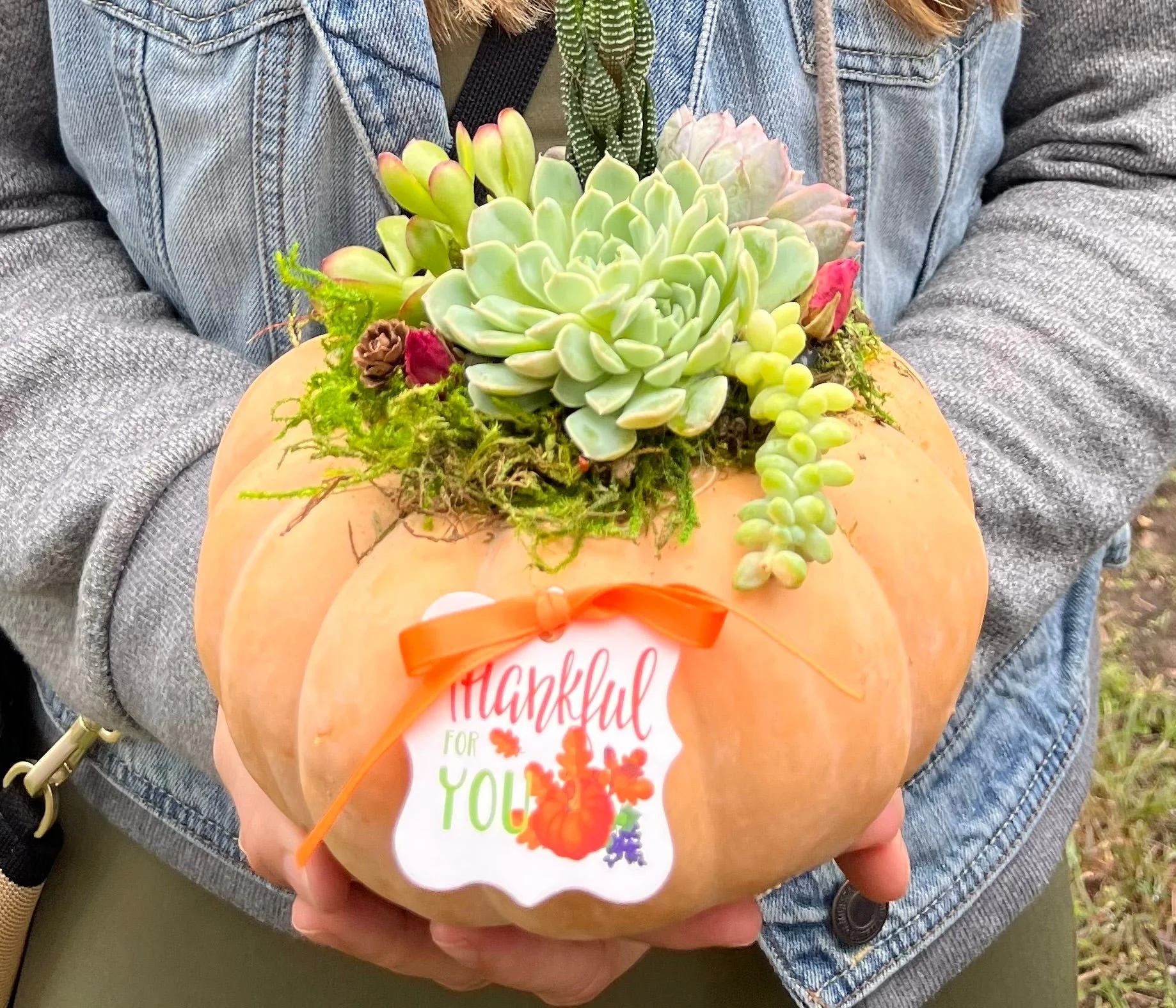 succulent-pumpkin.JPG