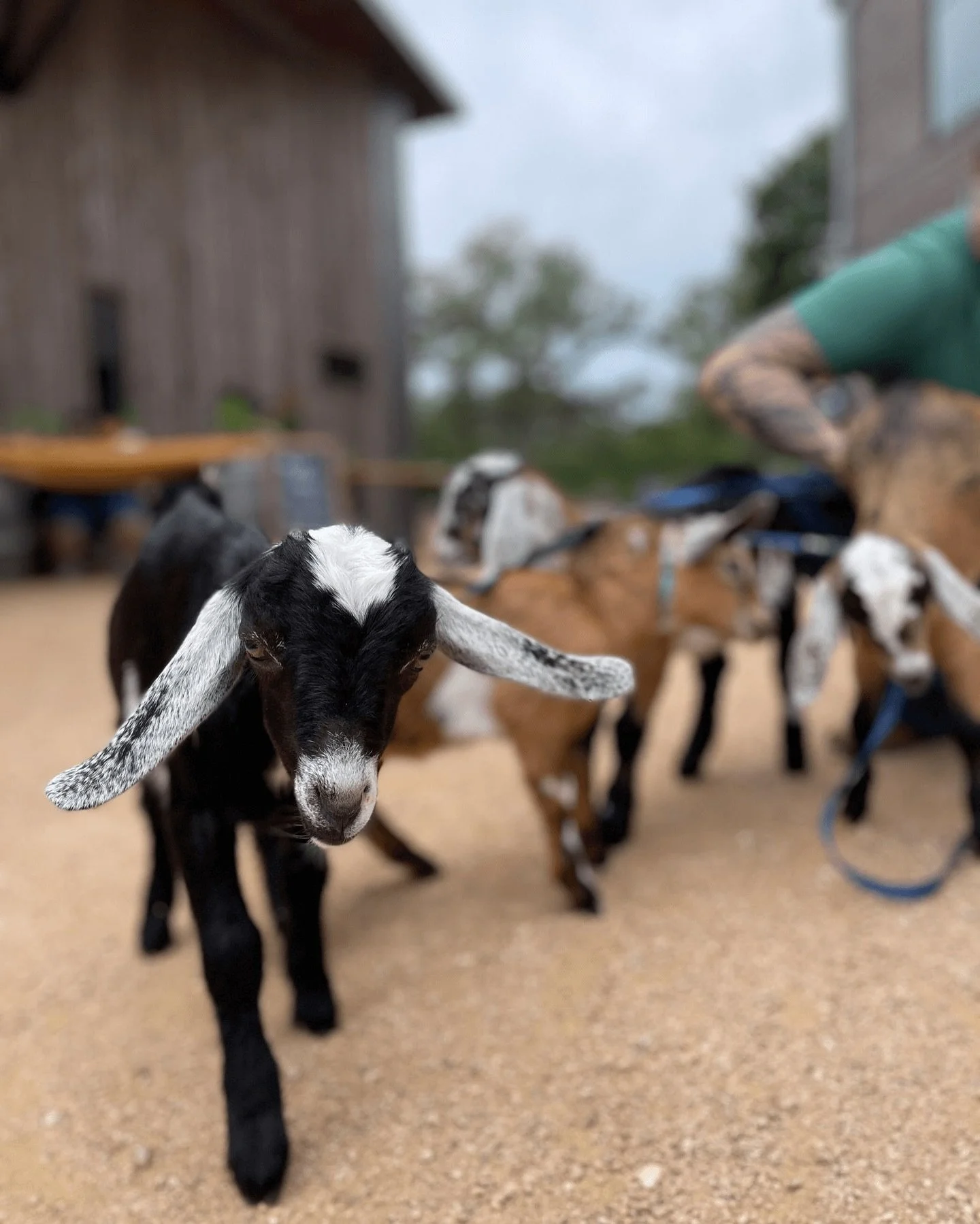🐐 Mini Goat Snuggles at the Ranch!

Our friends from @GoatShenanigans are bringing the cutest little goats for treats, selfies, and general frolicking in the beer garden.  Pair that with a leisurely lunch/brunch for a slow Hill Country morning.

🐐 