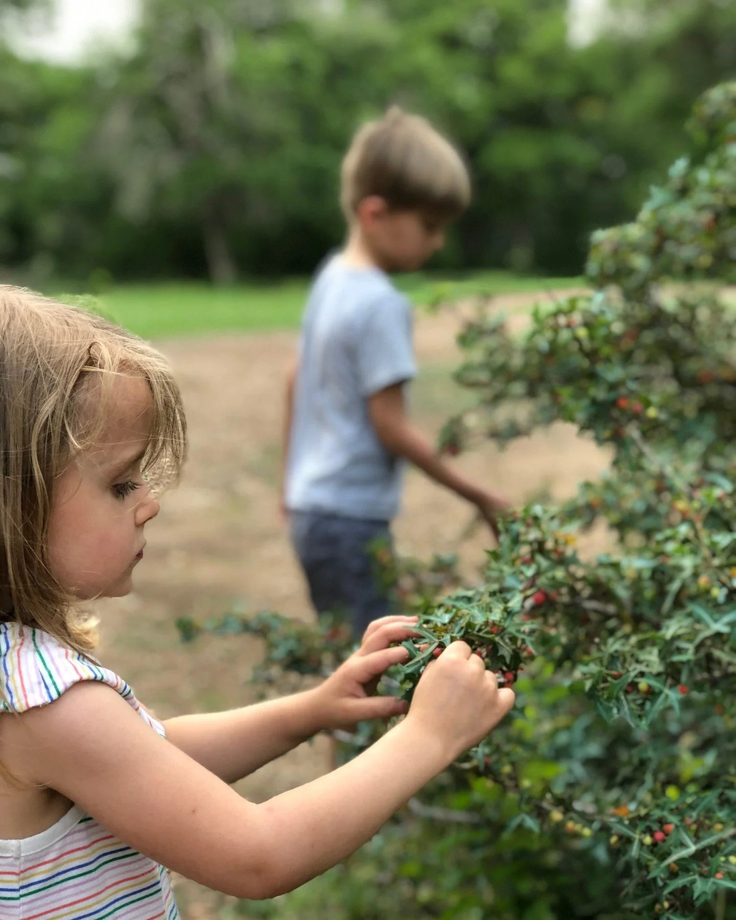 PINT FOR A PINT AGARITA BERRY FORAGING is back! 

Now through Sunday, earn a pint of Adair Lager by foraging a pint of red agarita berries! 

The native agarita bushes that cover the Vista ranch are at peak ripeness this weekend, and we need your hel