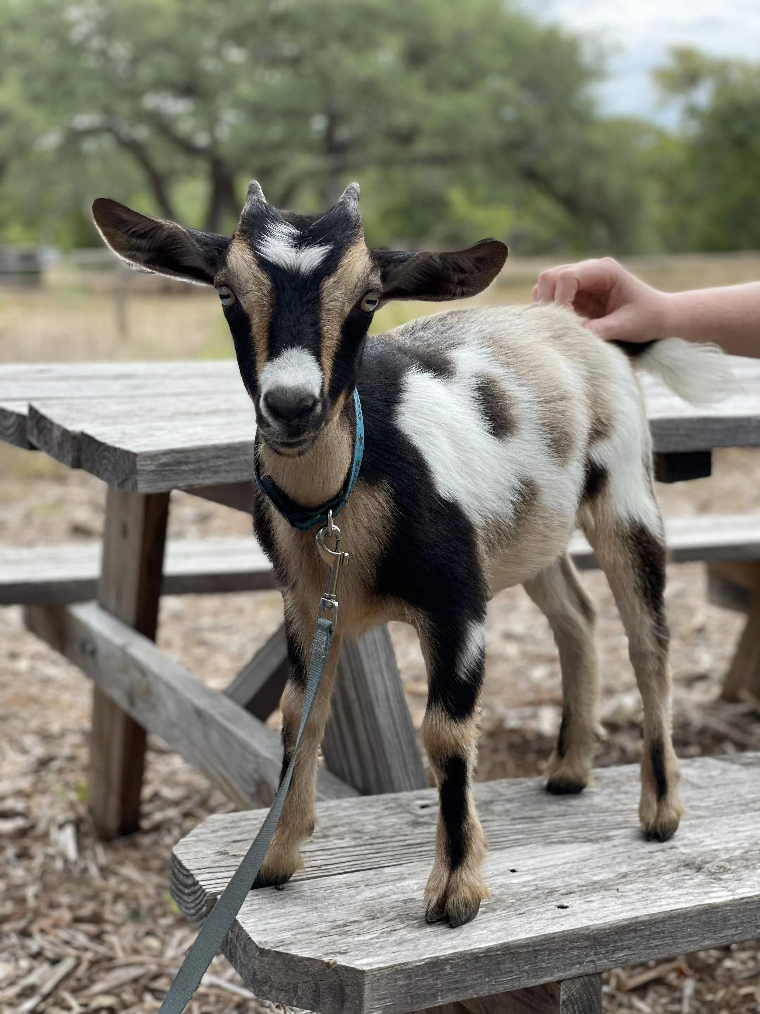 goats.jpg