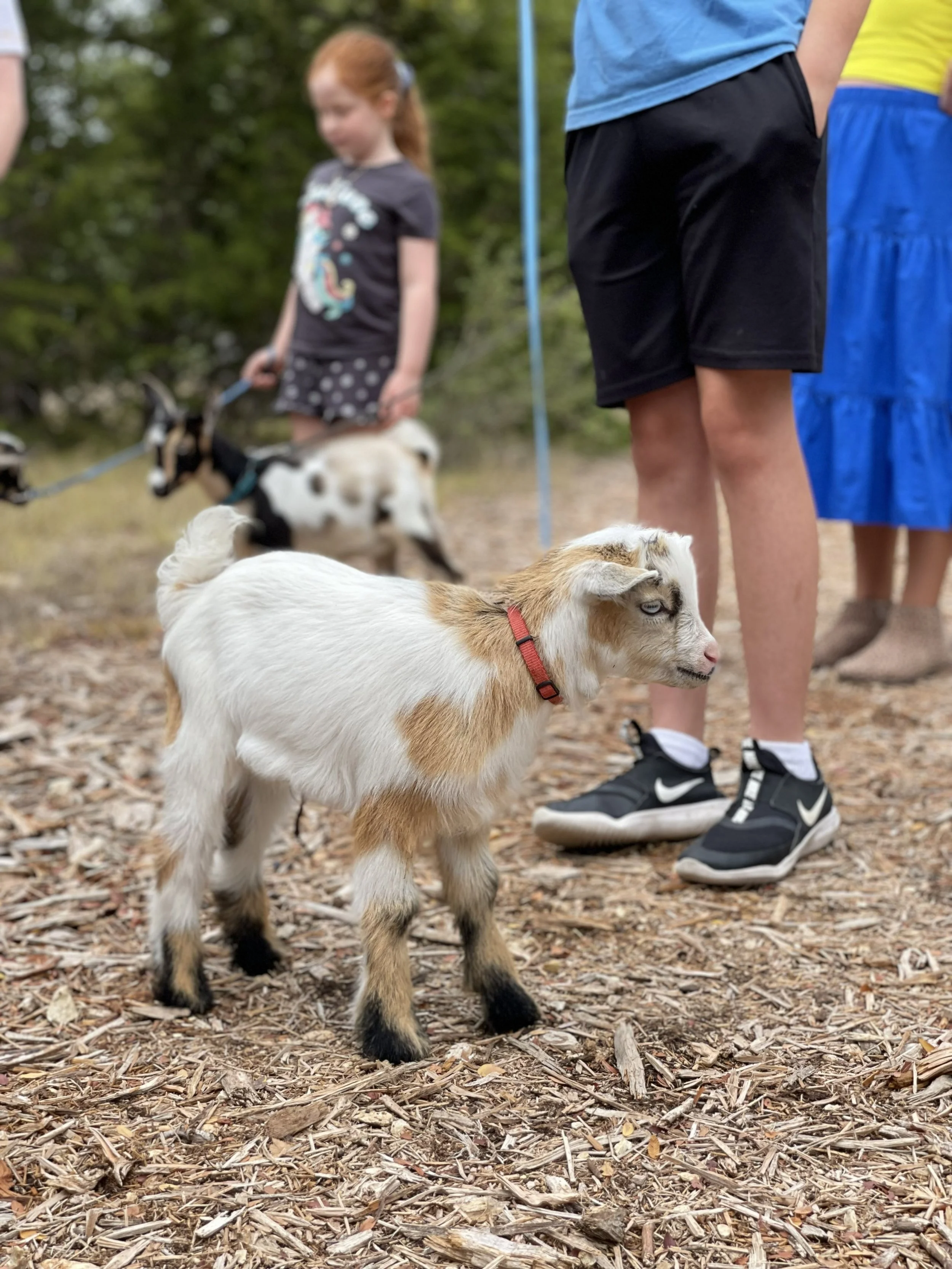 goats2.jpg