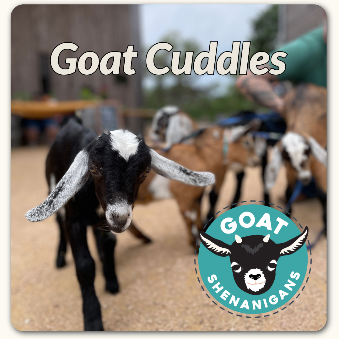 Mini Goat Snuggles &amp; Brunch with Goat Shenanigans